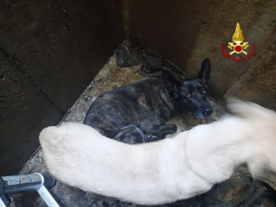 Arenzano, due cani cadono in un pozzo: salvati dai Vigili del Fuoco