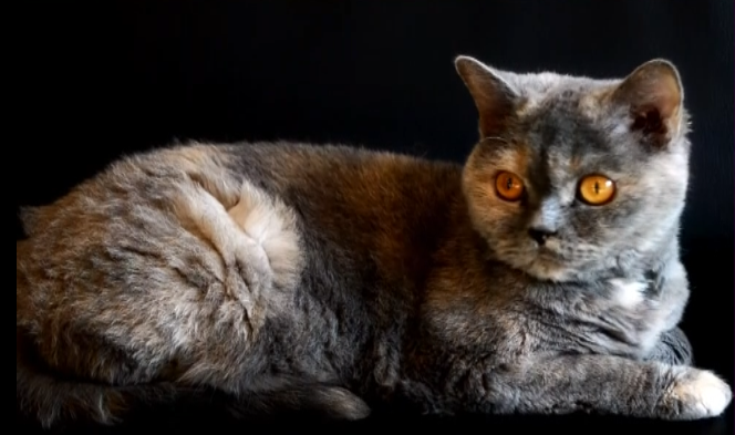 Botti di Capodanno, come rassicurare i nostri animali domestici