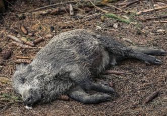 Peste suina, nuovo caso in Liguria: primo ritrovamento nel comune savonese di Mioglia