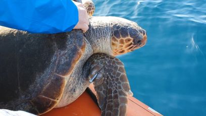 Genova, rilasciata in mare la tartaruga "Caretta caretta" Andrea dopo le cure all'Acquario