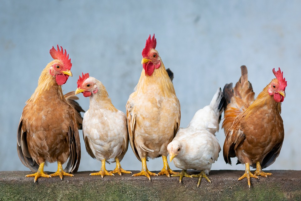 Influenza aviaria, virus sempre più diffuso in Italia: timori per allevamenti di polli e tacchini