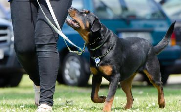 Genova, bimbo morso al volto da un rottweiler: è il cane del padre