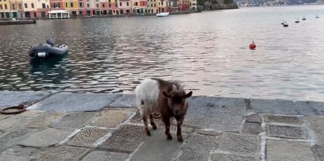 Portofino, la capra "mascotte" della Piazzetta trasferita a Campomorone: emanava troppi cattivi odori