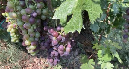 Agricoltura in Liguria, vicepresidente Piana: "Dalla Regione i contributi per ristrutturare o riconvertire i vigneti"