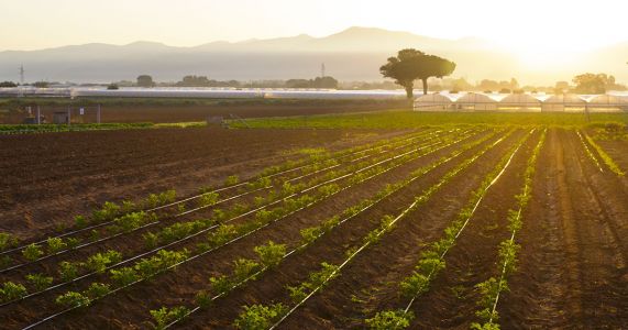 Siccità: SOS per 300mila imprese agricole in Italia, a rischio derrate in tutta l'Europa