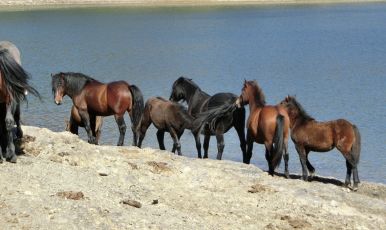Liguria, il vice presidente Piana sulla cattura dei 7 cavalli selvaggi dell'Aveto: "Stanziati fondi appositi per la sicurezza e la sanità animale"