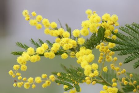 Festa della donna: come nasce la tradizione della mimosa