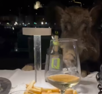 Santa Margherita, famiglia di cinghiali fa "razzia" al tavolo di un ristorante