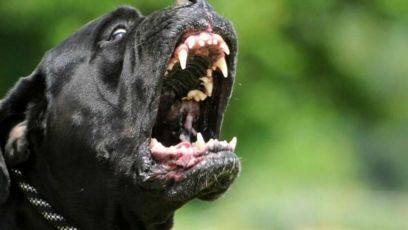 Donna aggredita da un rottweiler nell'imperiese: è grave all'ospedale Santa Corona