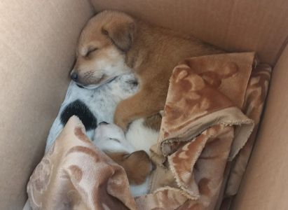 Genova, tre cuccioli di cane trasportati illegalmente: sequestrati alla dogana