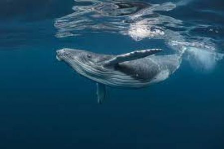 Santuario "Pelagos": avvistata al largo di Varigotti una megattera, rara specie di balena che proviene dall'Atlantico