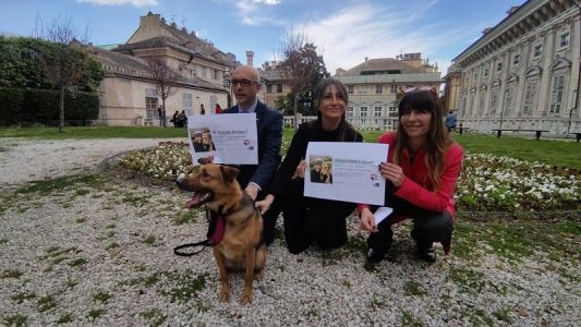 Museruola per cani da compagnia per cani di taglia piccola, media e grande