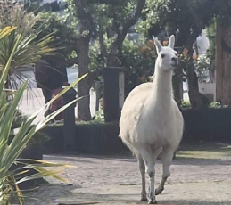 Genova, lama fugge dal circo di piazzale Kennedy e passeggia tra corso Italia e Albaro: ripreso dai carabinieri