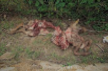 Dolceacqua, due pecore sbranate dai lupi in pieno centro