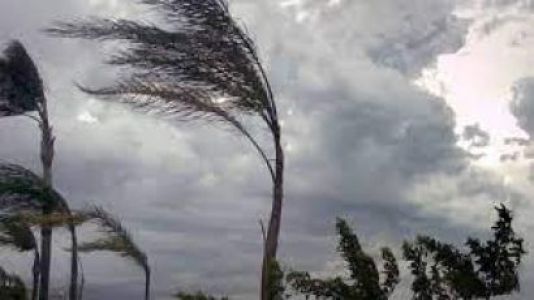 Genova, il vento fa cadere un albero in piazzale Parenzo e colpisce un'auto