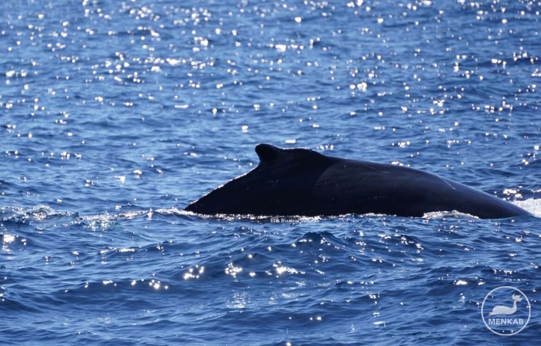 Liguria, il consiglio della guardia costiera: "Non avvicinatevi alla balenottera avvistata a Ponente"