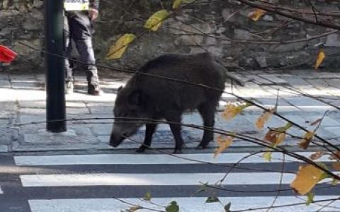 Davagna è l'89° Comune con un caso di peste suina