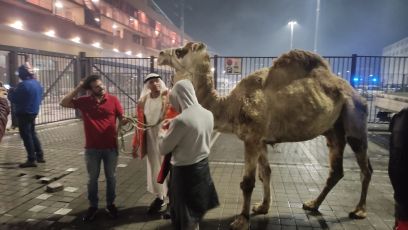 Genoa, c’è un dromedario (vero) fuori dallo stadio: i tifosi rossoblù ironizzano sulla vecchia trattativa Samp-Al-Thani