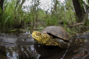 Acquario di Genova, domani si celebra la Giornata Mondiale della Tartaruga: i ricercatori incontrano il pubblico