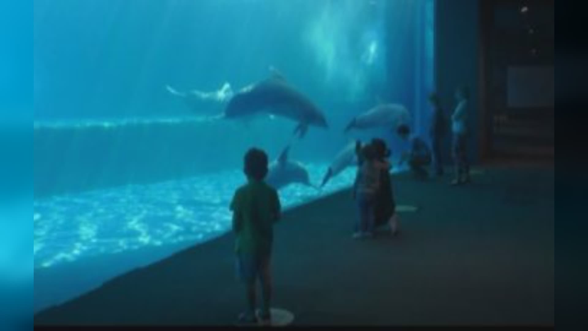 I cavallucci marini di Taranto a Genova per riprodursi