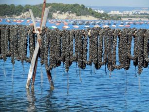 SlowFish 2023 i mitilicoltori della Spezia: "Ogni anno le cozze rimuovono 19mila tonnellate di CO2"