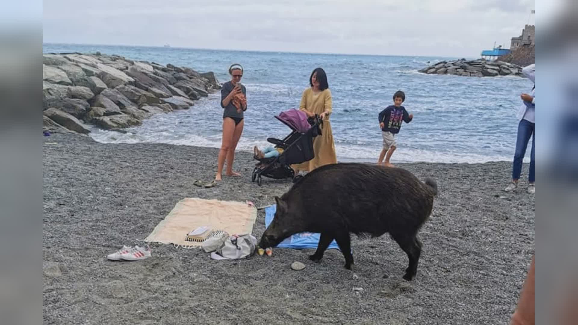 Genova, in un anno raddoppiate le catture di cinghiali