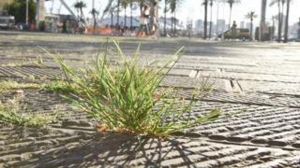 Savona, invasa dalla “erbacce” è polemica. Il sindaco: “Viviamo una stagione molto particolare ma bisogna che Ata sia più pronta”