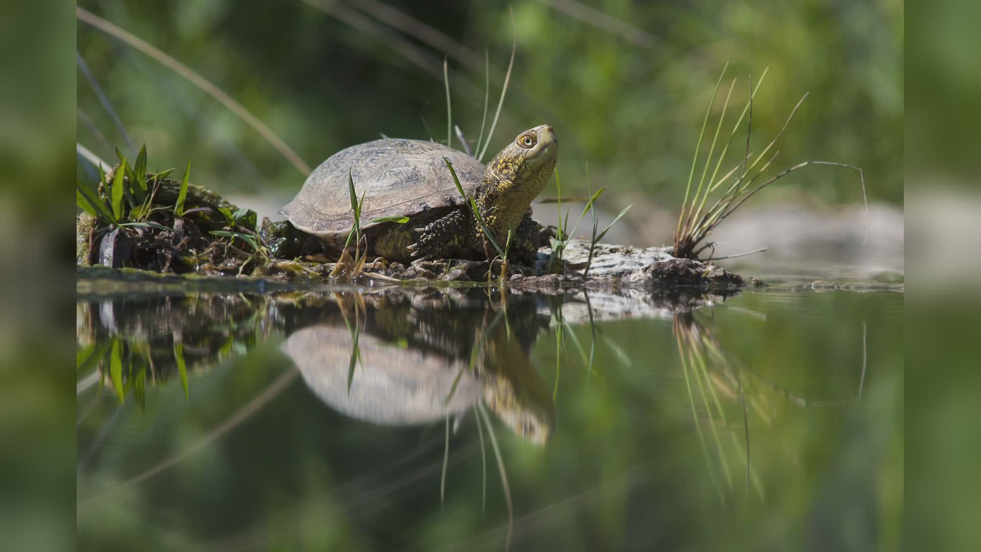 Acquario di Genova: rilasciati ad Albenga dieci esemplari di testuggine palustre Emys orbicularis