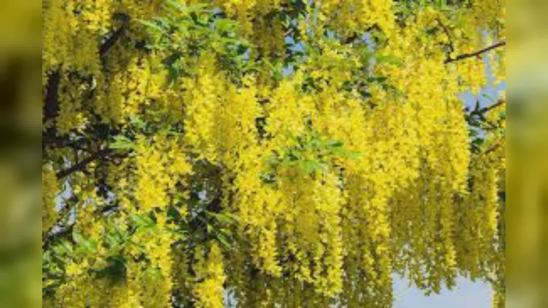 Escursionista genovese mangia fiore velenoso e finisce in ospedale