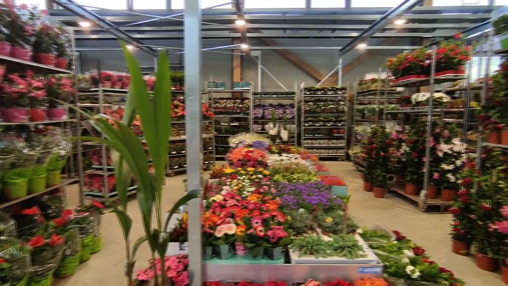 Genova, presentato il nuovo mercato florovivaistico. Bucci: "Sposteremo anche quello del pesce"