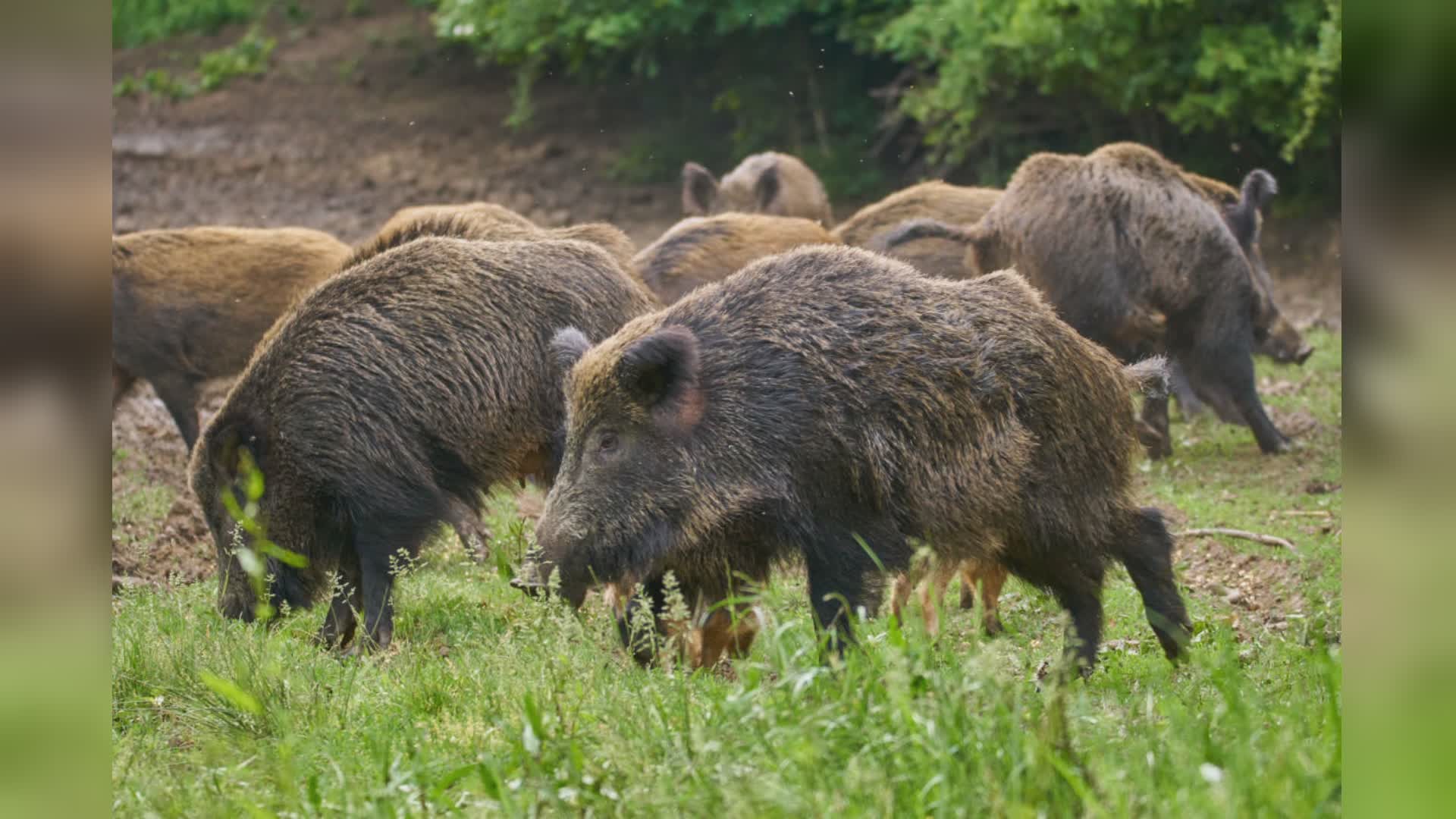 Peste suina, altri 10 casi accertati in Liguria