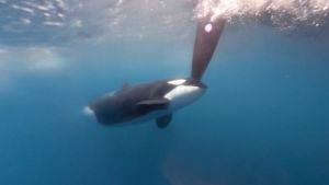The Ocean Race, incontro ravvicinato con le orche per due equipaggi: "Animali bellissimi, ma che spavento" 