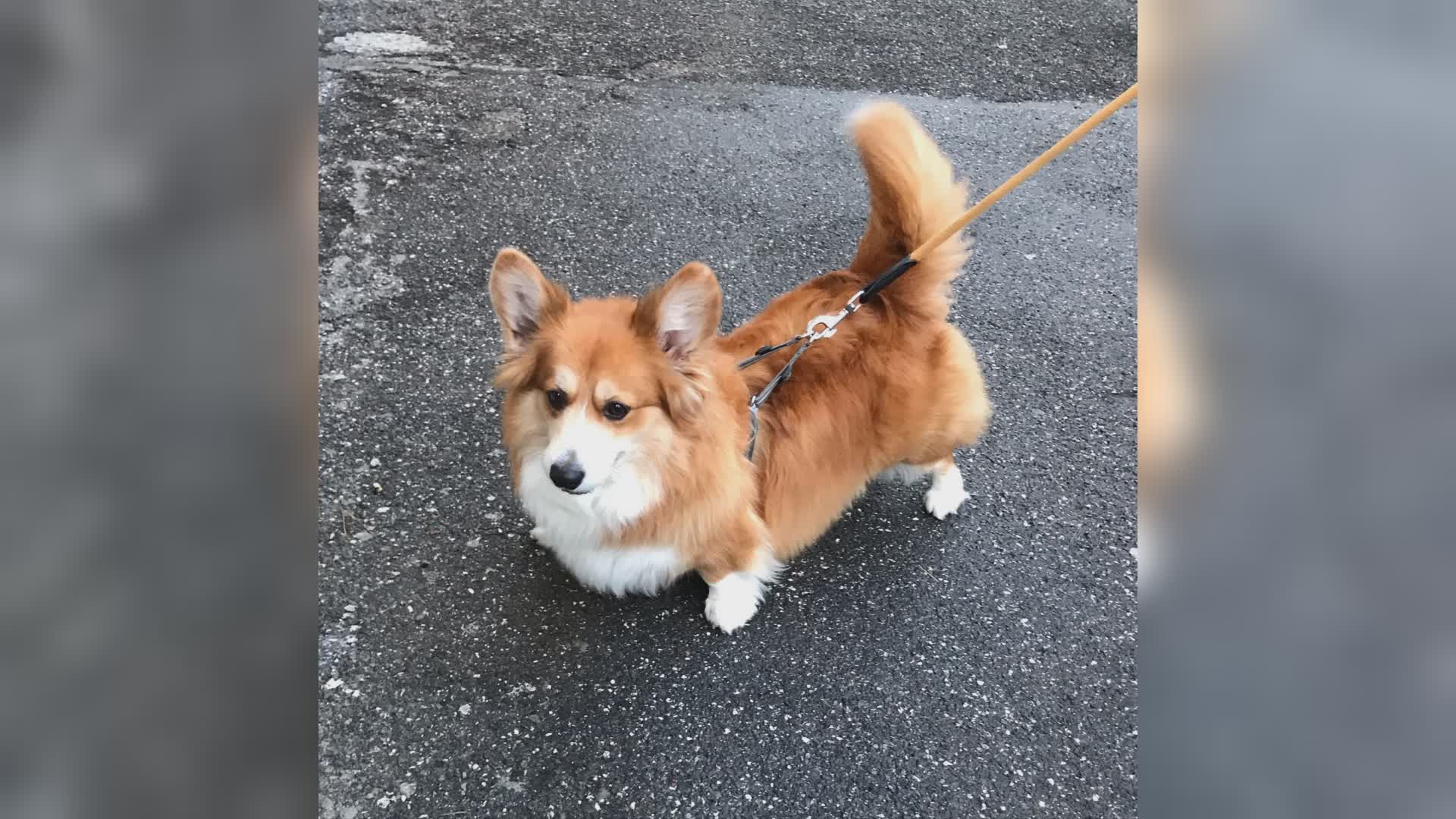 Sampierdarena, uno spazio per i cani: la richiesta della Lega