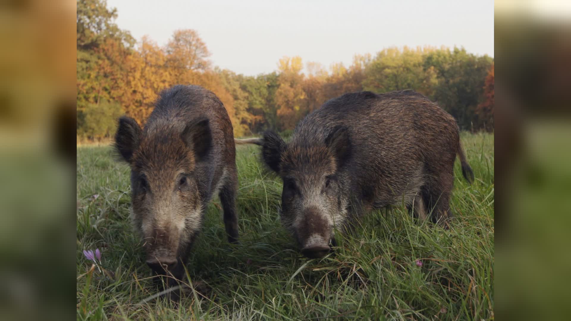 Pigna, emergenza cinghiali, il sindaco: "Vietato dare cibo agli ungulati"