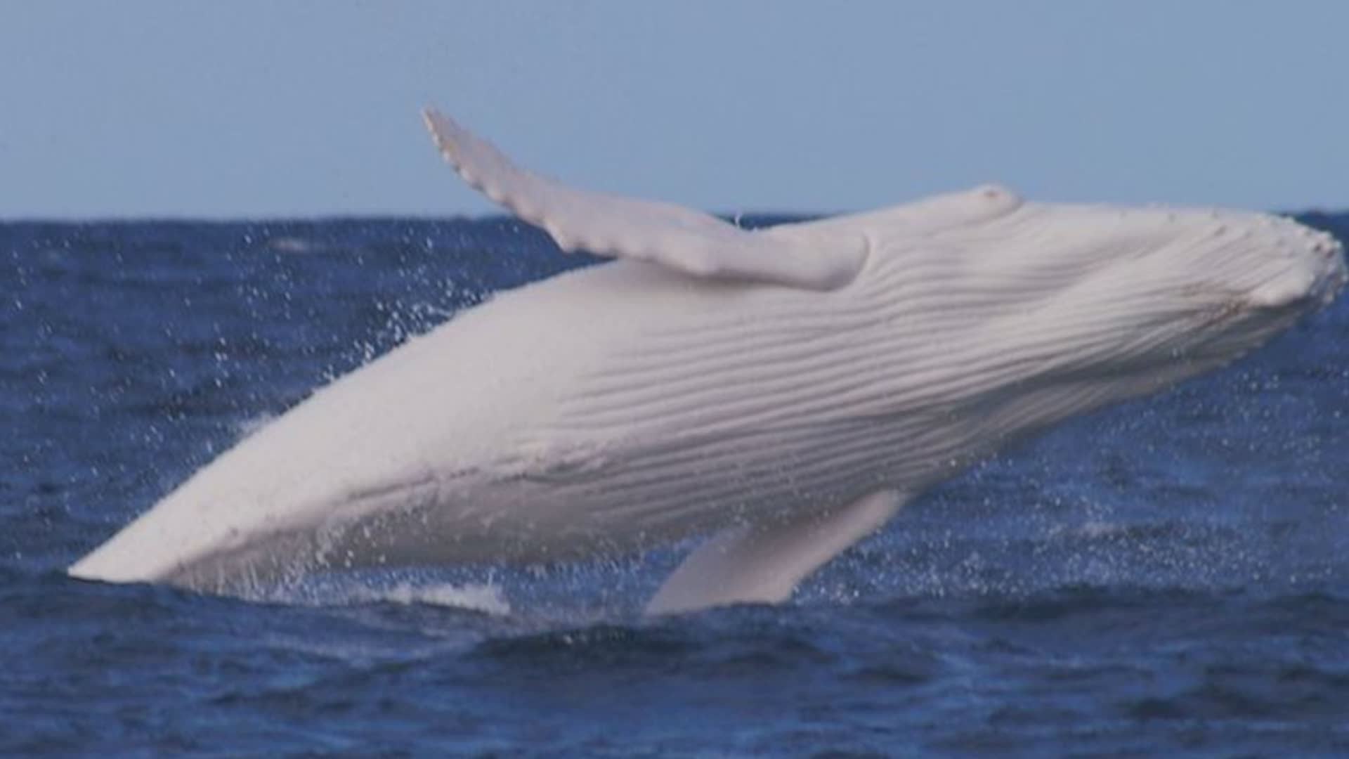 Genova, Guardia Costiera e Tethys lanciano il drone che scopre i cetacei