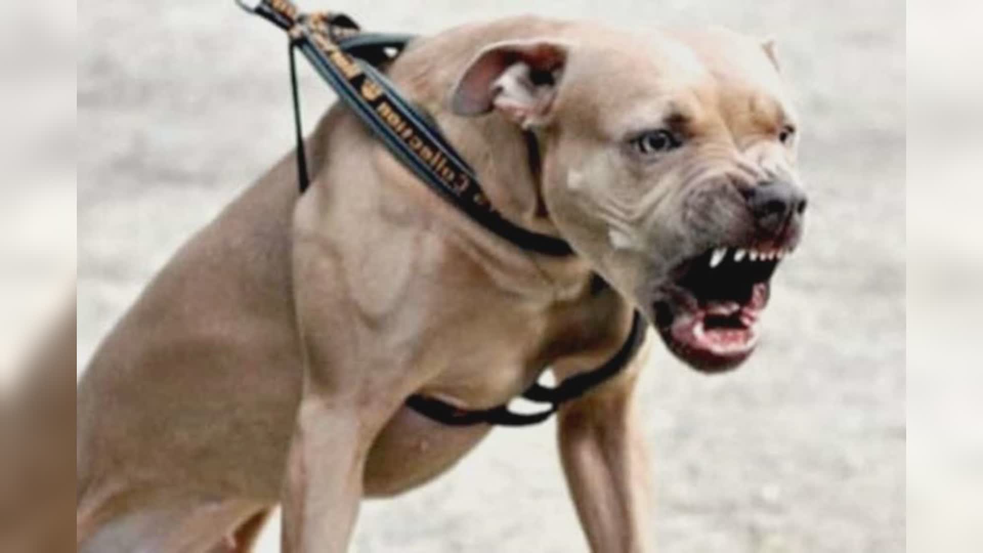 Genova: sigaretta rifiutata, ferisce minore e gli aizza contro un pitbull