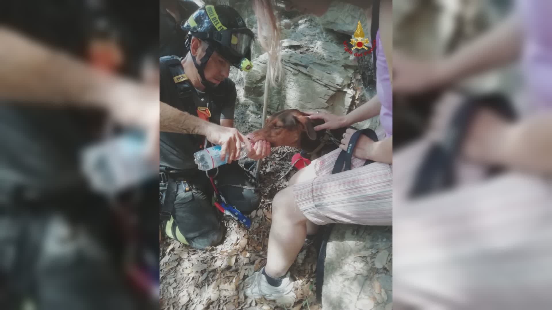 Genova, cagnolina precipita e rimane bloccata su parete ripida: salvata dai vigili del fuoco