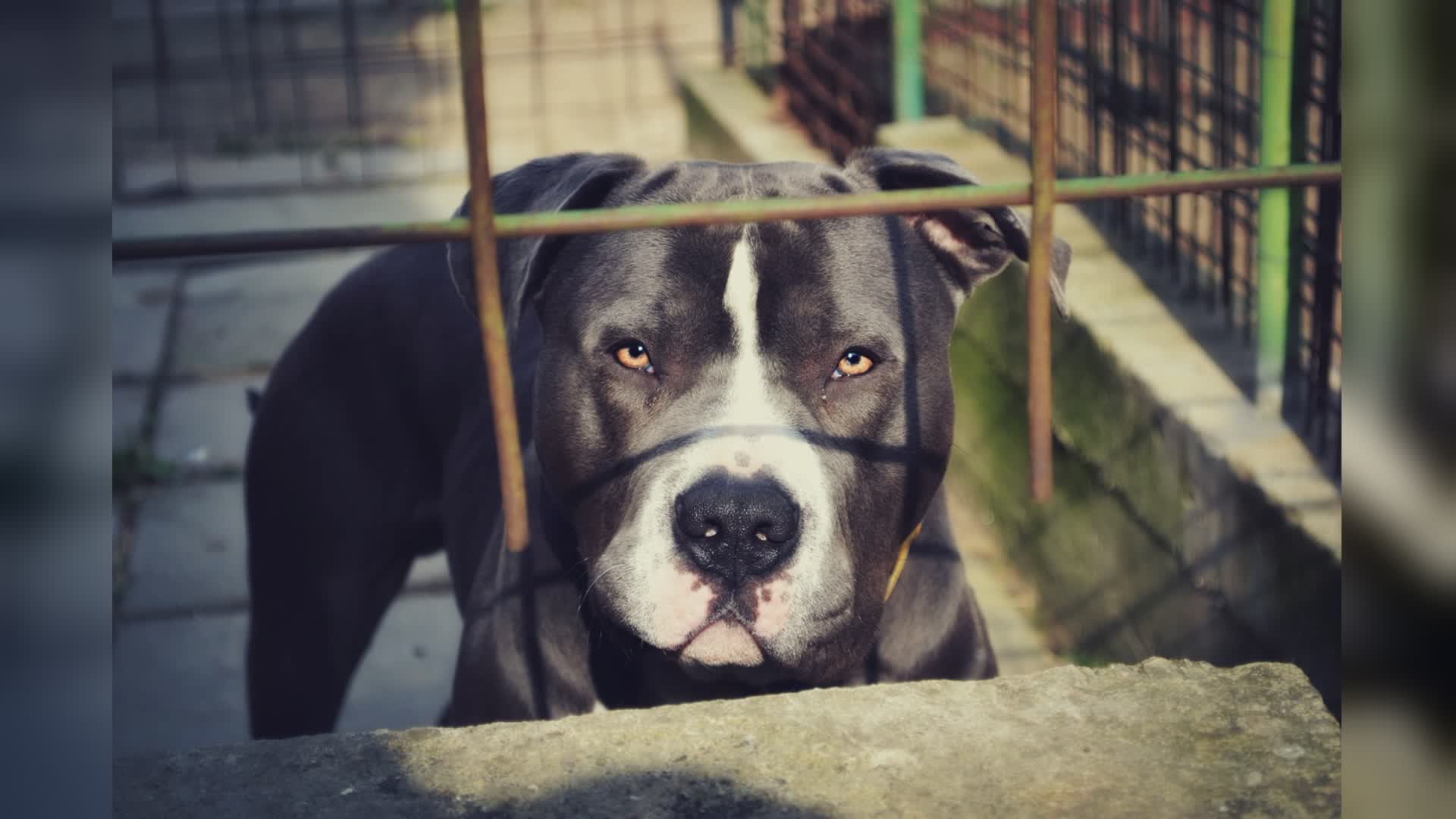 Genova, bambina di tre anni azzannata alla testa dal pitbull del papà: ricoverata all'ospedale Gaslini