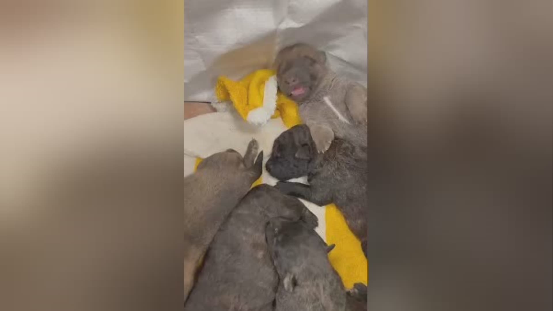 Genova, cinque cagnolini trovati nella spazzatura in Val Bisagno