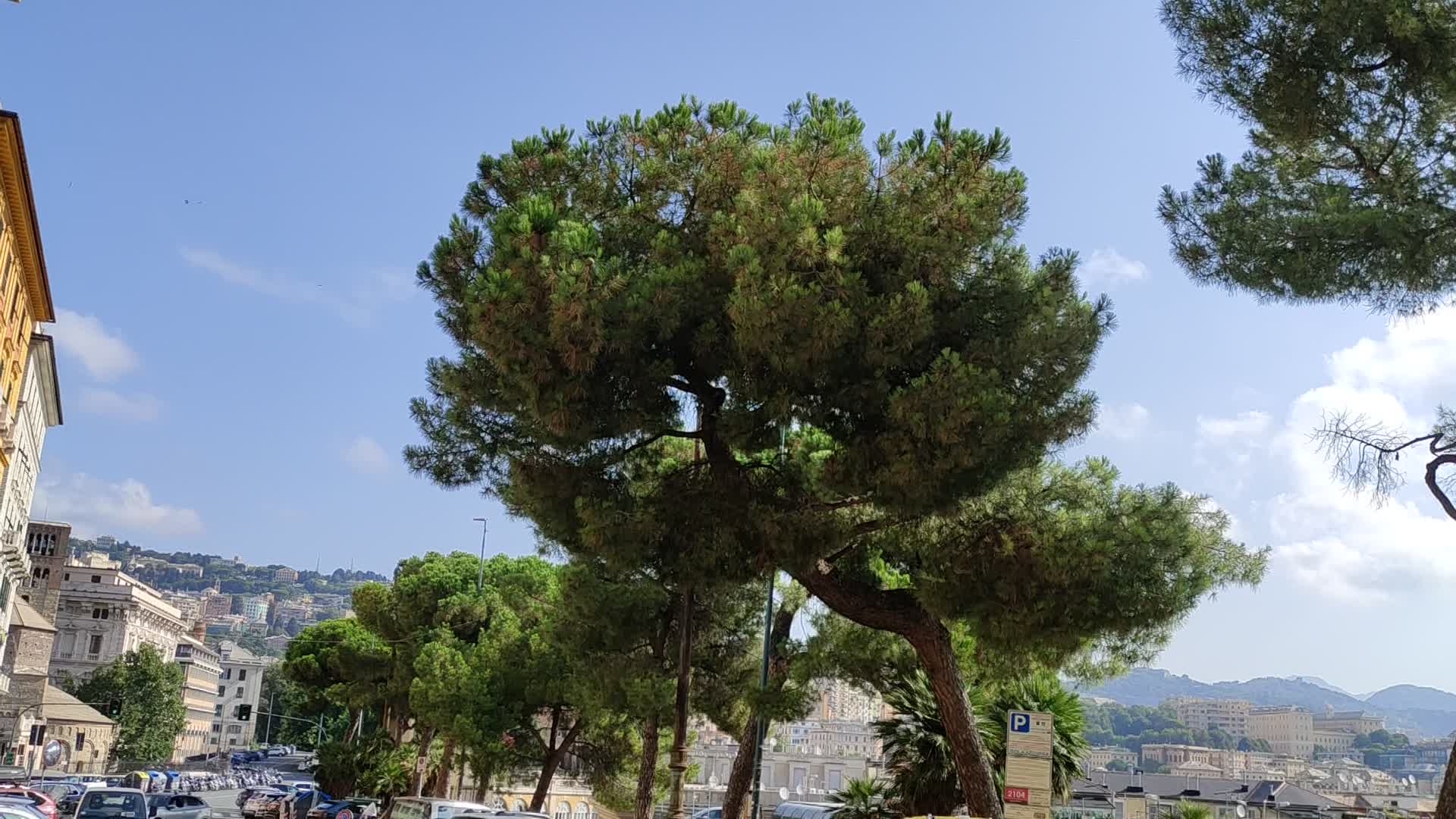 Genova, stop all'abbattimento dei pini di corso Podestà. I residenti: "Devono restare"