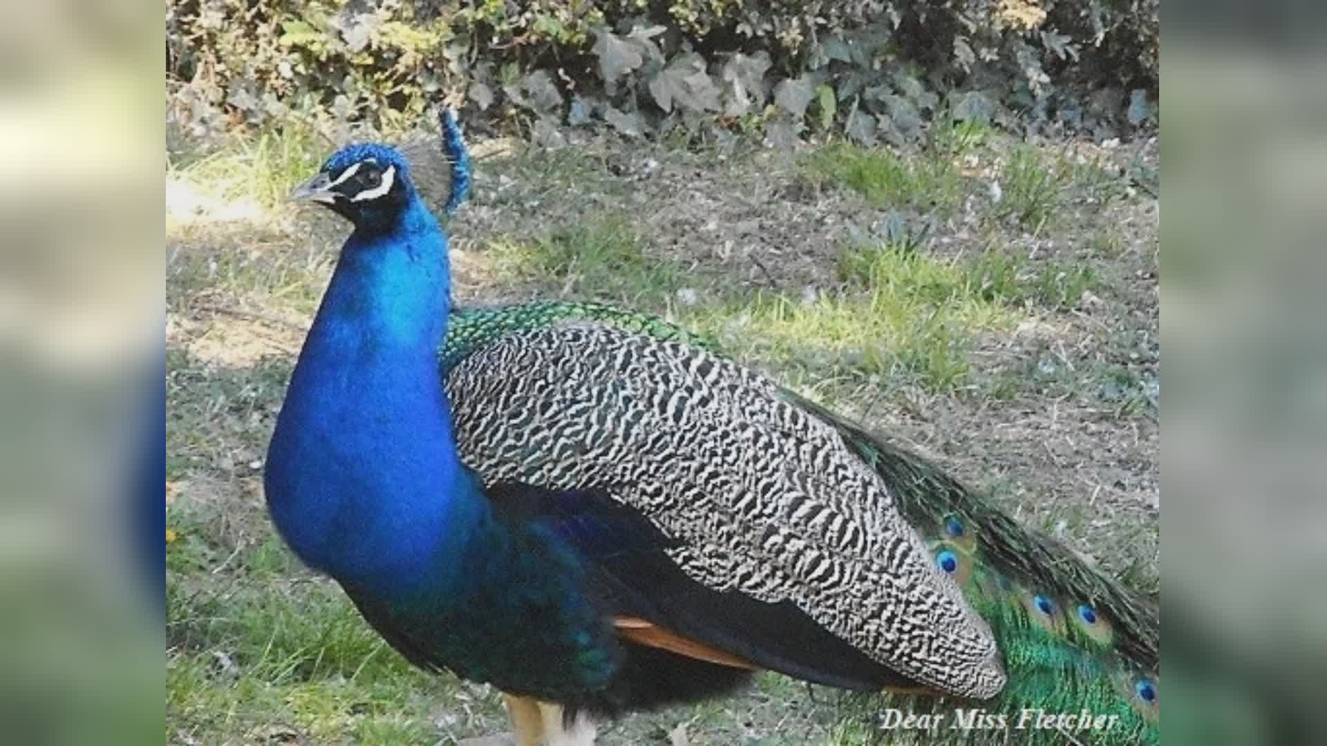 Genova, "un'allucinazione dovuta al caldo?" No, era proprio un pavone a passeggio in Piazza Di Negro