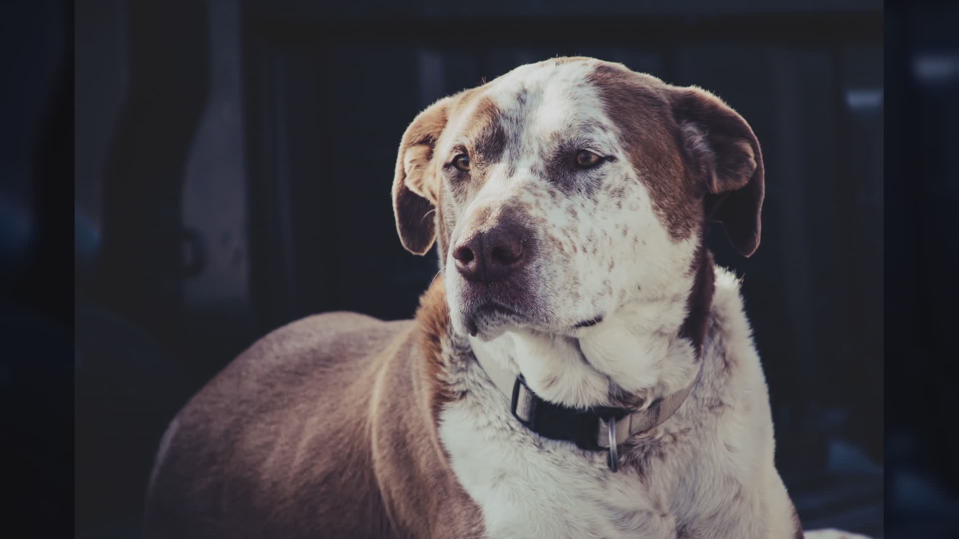 Vallecrosia, morso al volto da un pitbull: grave bambino di due anni