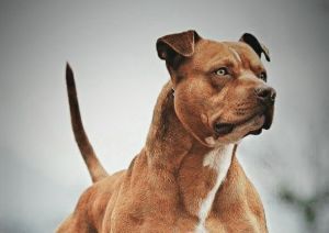 Genova: quattro ore d'intervento per bimbo morso in faccia da pitbull