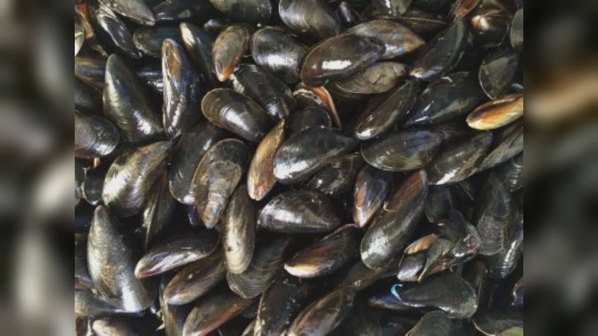 La Spezia: i gusci dei "muscoli" diventano materiali da costruzione