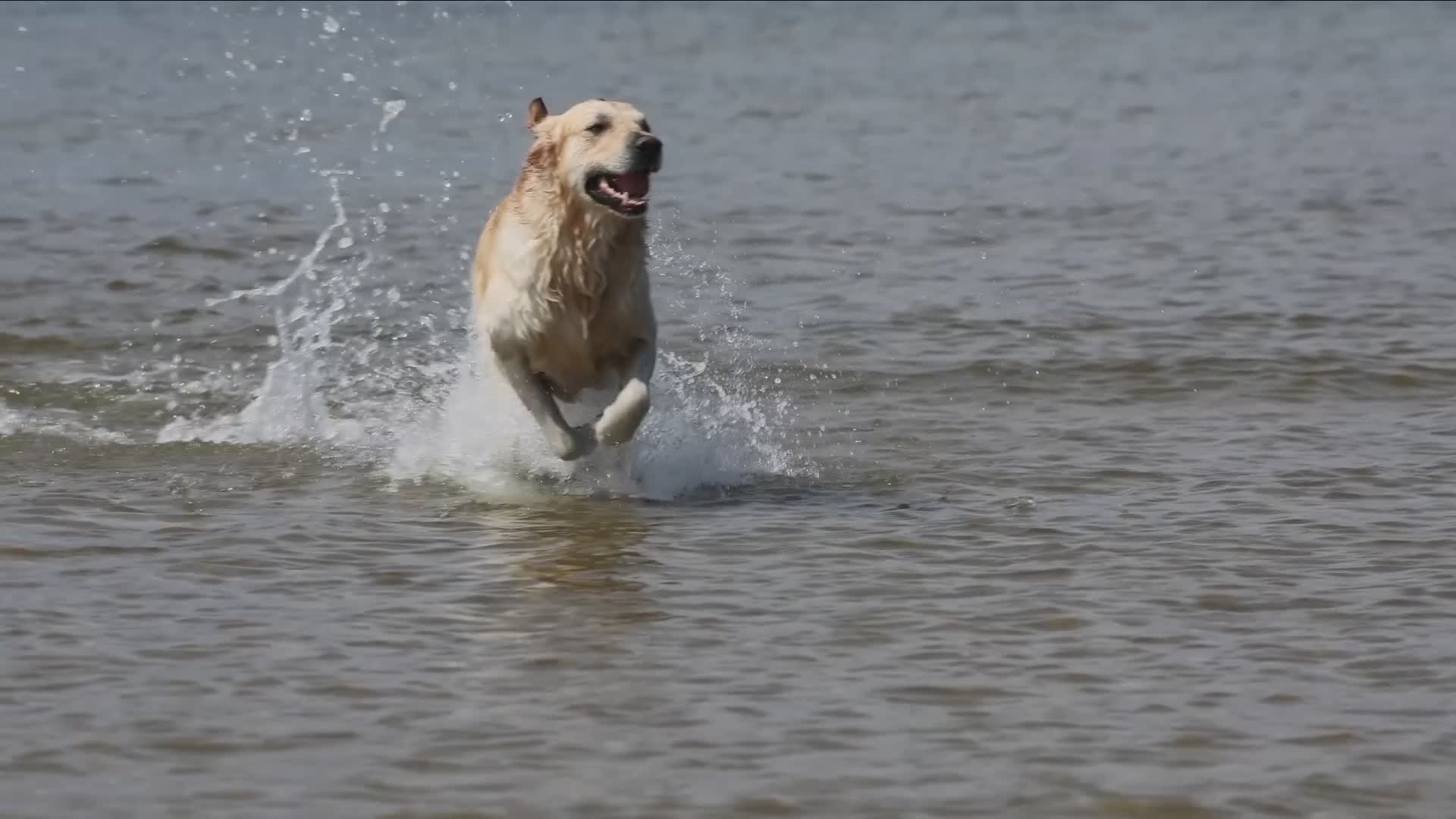 Animali d'estate, ecco alcuni consigli da mettere in valigia