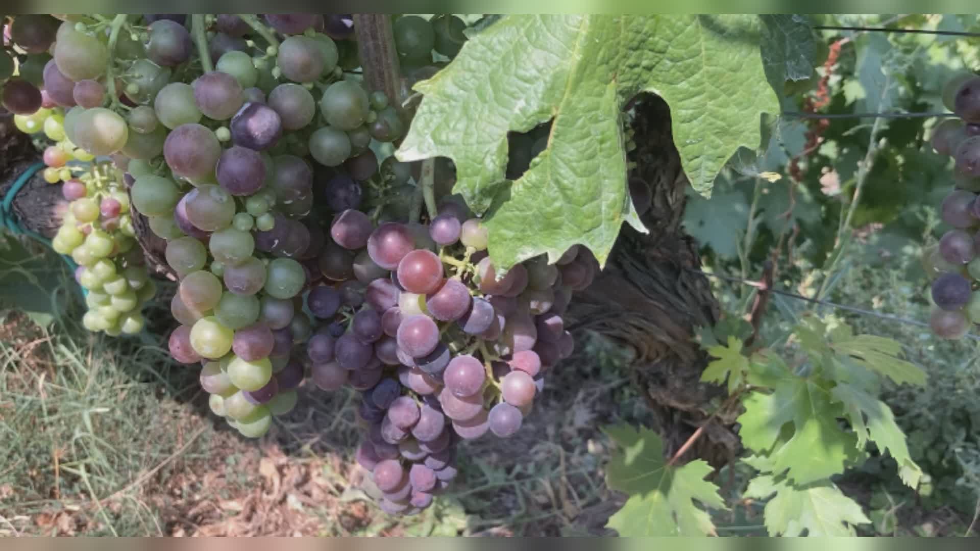 Spighe Verdi: assegnati i marchi di qualità agricola, in Liguria premiate Sanremo e Lavagna