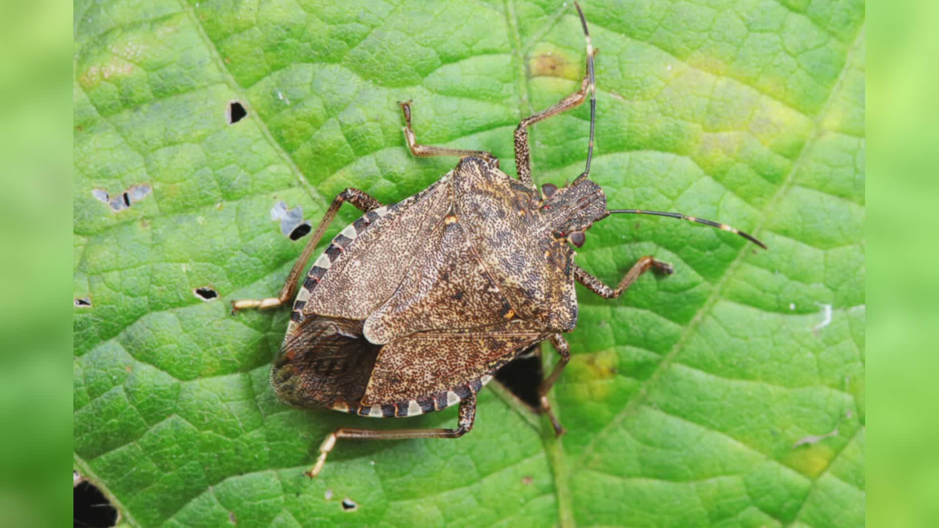 Liguria: incubo cimice asiatica, il "rimedio naturale" di Coldiretti