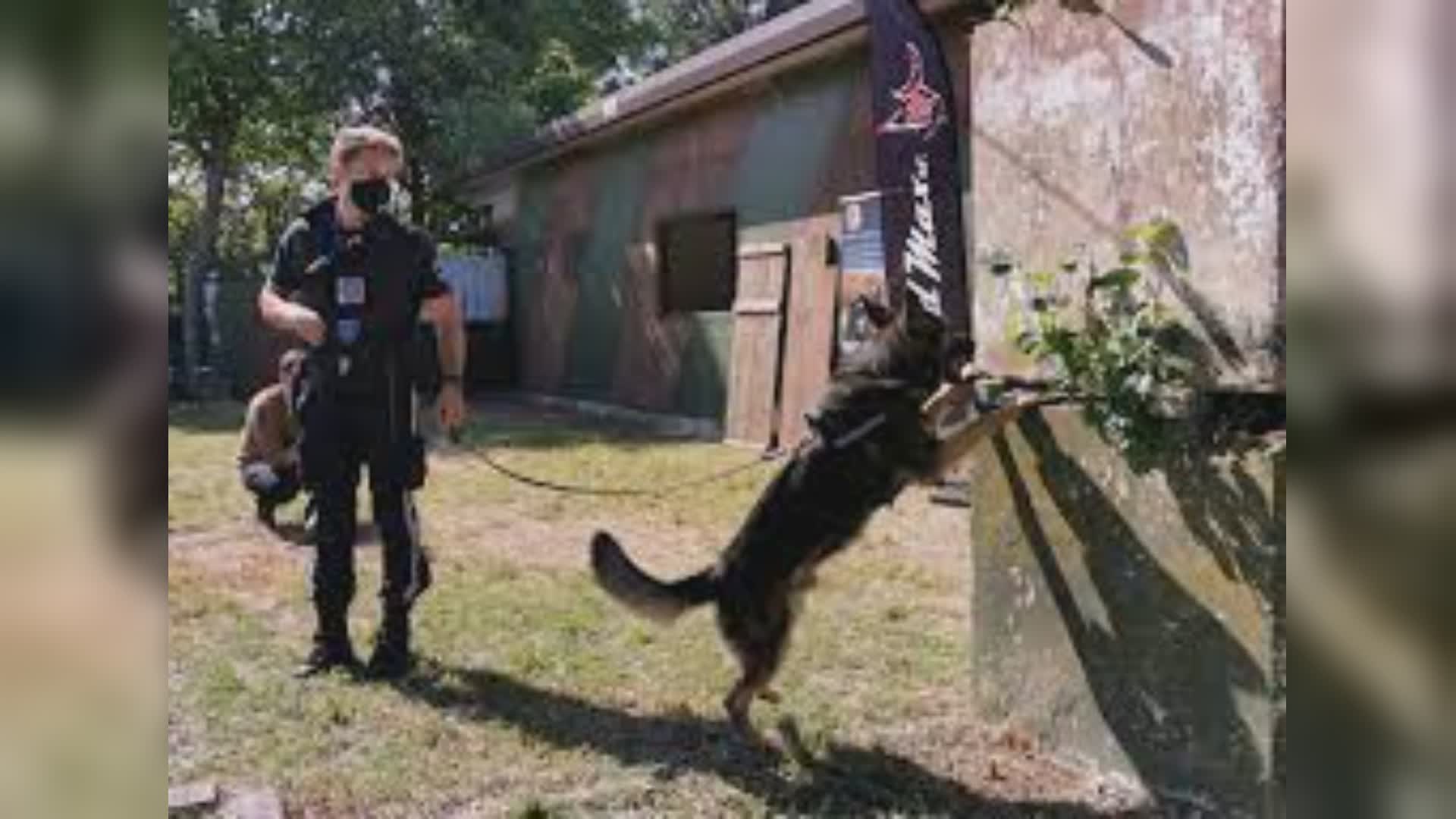 Loano, droga nascosta nel condizionatore non sfugge al cane della Polizia locale