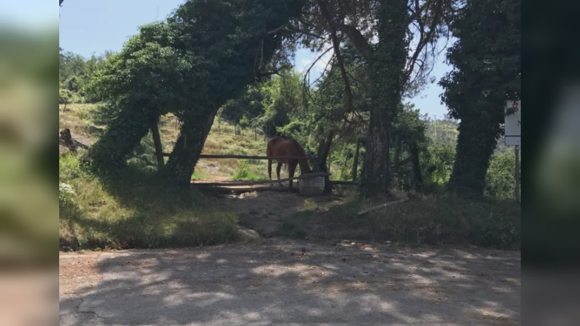 Torriglia: cavalli e asino sulla strada statale, salvati da cantoniere