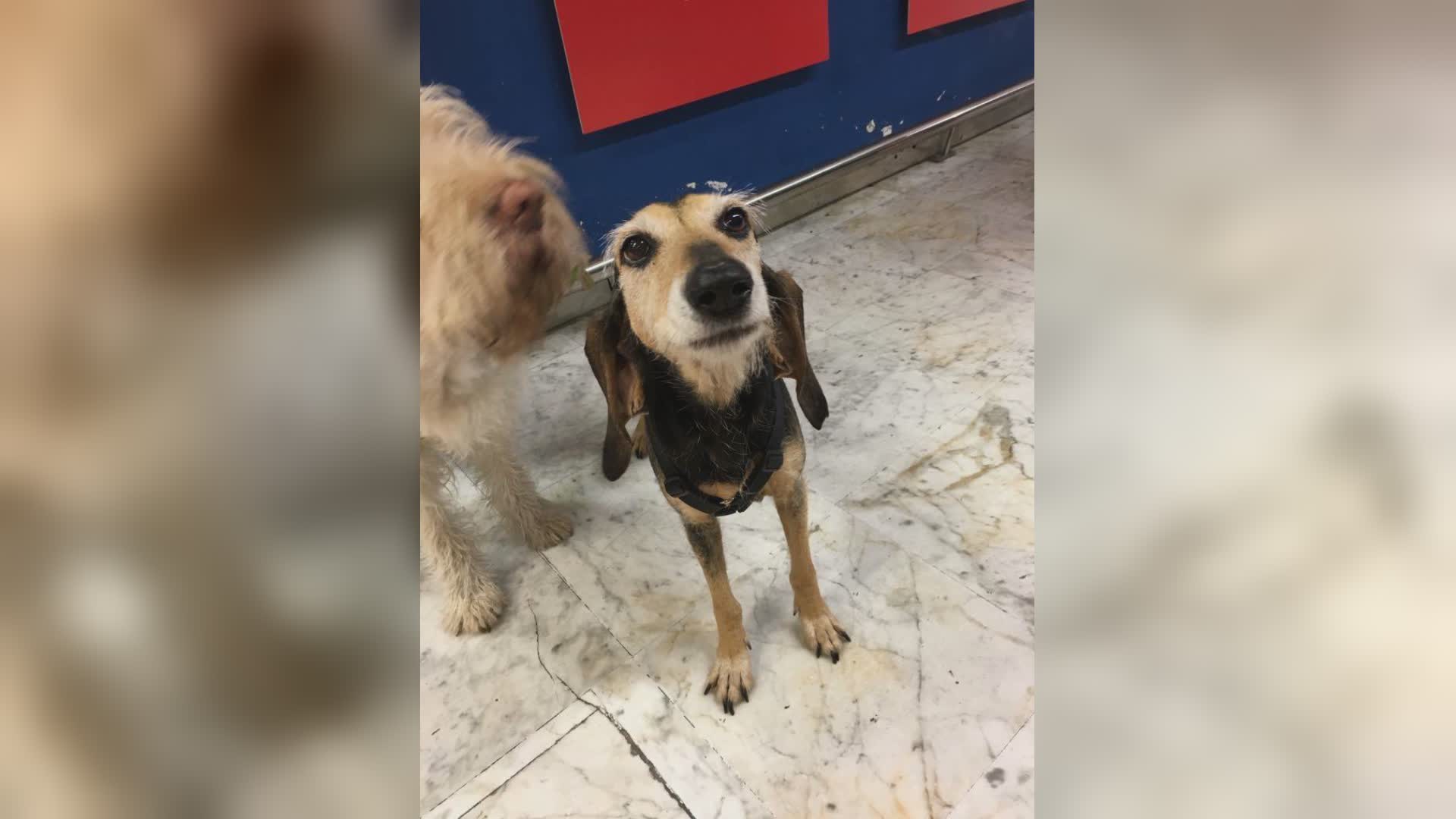 Abbandono animali, Enpa: "Salvati 2.345 cani solo a luglio"